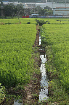 稻田自动供水设备图片(稻田自动供水设备图片高清)